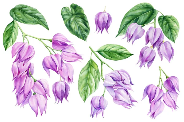 Purple tropical flowers on isolated background, watercolor botanical illustration. High quality illustrationPurple tropical flowers on isolated background, watercolor botanical illustration.
