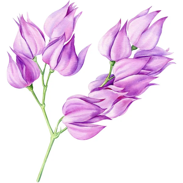 Lila Trópusi Virágok Elszigetelt Háttérrel Akvarell Botanikai Illusztráció Kiváló Minőségű — Stock Fotó