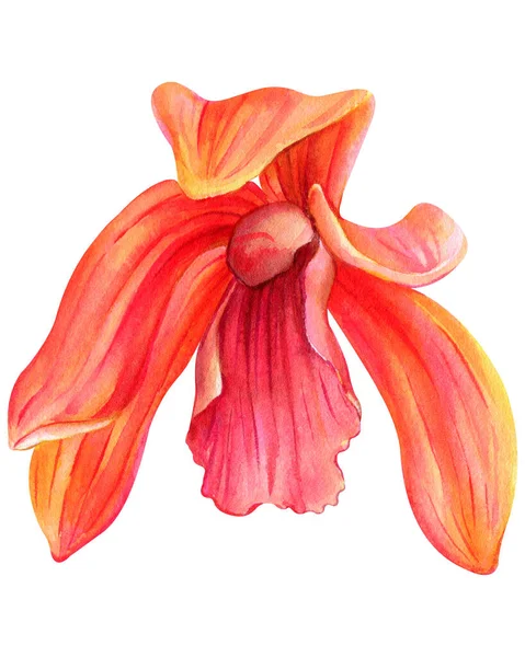 Orquídea Flor Tropical Sobre Fundo Isolado Aquarela Ilustração Botânica Flor — Fotografia de Stock