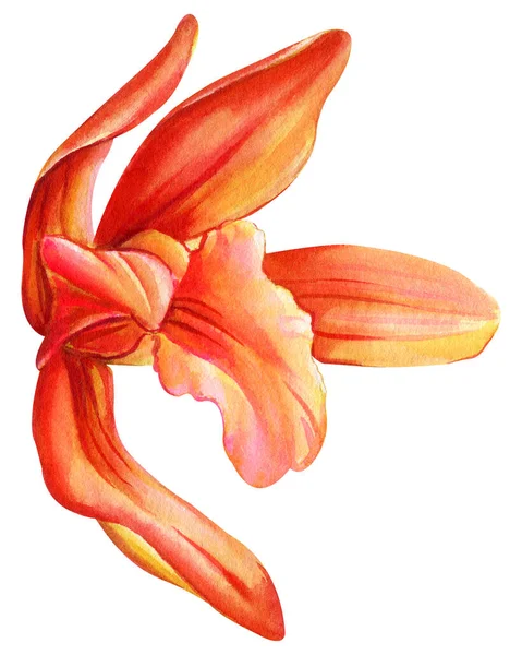 蘭の手描き 春の植物 孤立した背景に熱帯の花 水彩植物のイラスト 高品質のイラスト — ストック写真