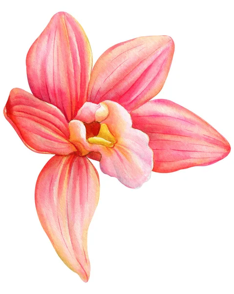 Орхидея Тропический Цветок Изолированном Фоне Акварель Ботаническая Иллюстрация Винтажные Цветы — стоковое фото