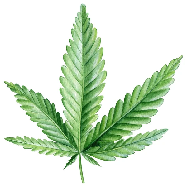 Cannabis Készlet Elszigetelt Fehér Háttér Zöld Levelek Kézzel Rajzolt Akvarell — Stock Fotó