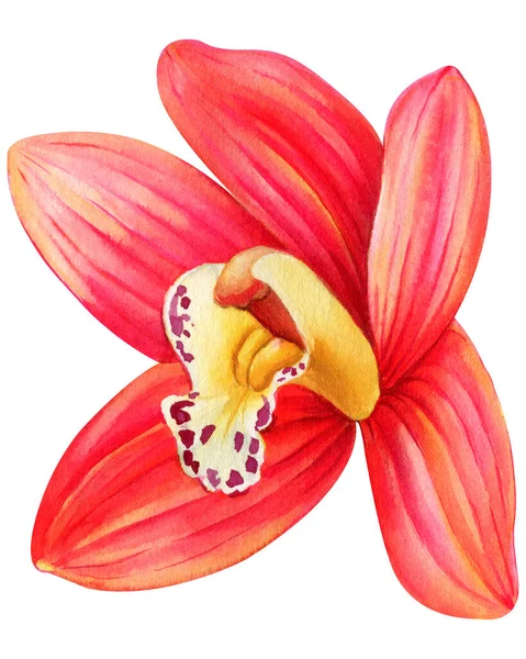 Orchidée Fleur Tropicale Sur Fond Isolé Aquarelle Illustration Botanique Vintage — Photo