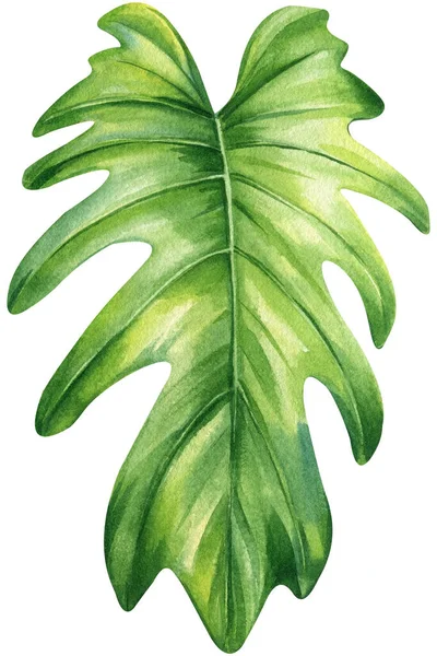 Τροπικό Πράσινο Φύλλο Χειροποίητο Floral Στοιχείο Απομονωμένο Φόντο Υδατογραφία Βοτανική — Φωτογραφία Αρχείου