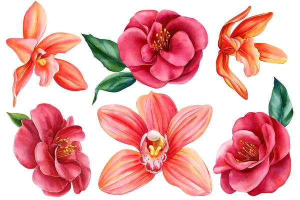 Orchidea Kamélia Tavaszi Flóra Trópusi Virágok Elszigetelt Háttérrel Akvarell Botanikai — Stock Fotó