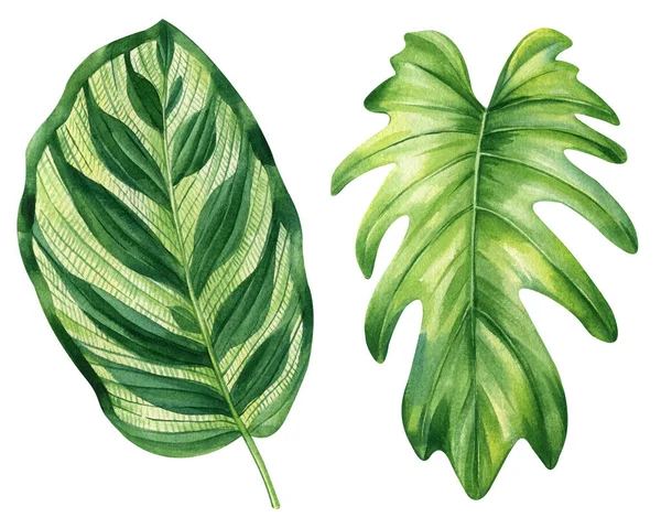 Palmový List Tropické Listy Ručně Malované Květinové Prvky Izolované Pozadí — Stock fotografie