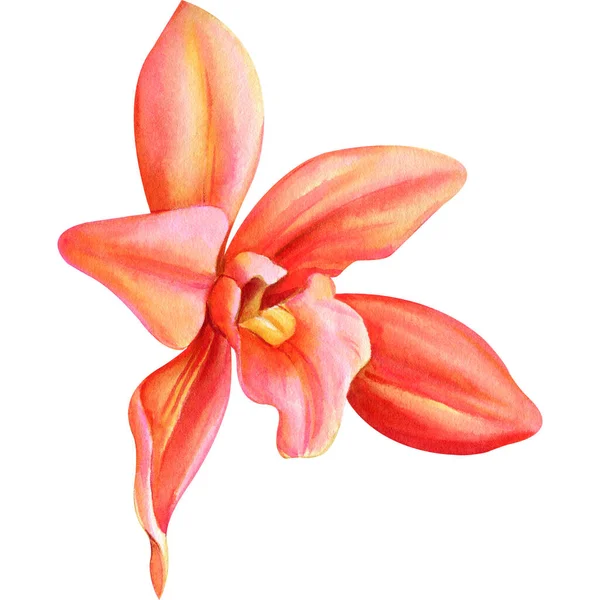 Orchidea Ręka Rysunek Wiosenna Flora Tropikalne Kwiaty Odosobnionym Tle Akwarela — Zdjęcie stockowe