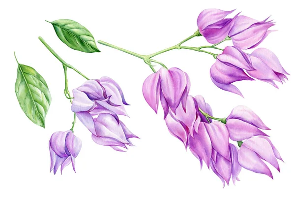 Flores Tropicais Roxas Fundo Isolado Ilustração Botânica Aquarela Ilustração Alta — Fotografia de Stock