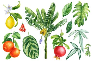 İzole edilmiş beyaz arka planda muz palmiyeleri, portakal, limon. Meyve, yaprak ve çiçek koyun. Botanik gezgin renk çizimi. Yüksek kaliteli illüstrasyon