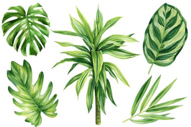 Tropikal yapraklar hazır. Palmiyeler, Dracaena ve Monstera. Tropikal bitki, izole edilmiş beyaz arka plan, suluboya çizimi. Yüksek kaliteli illüstrasyon