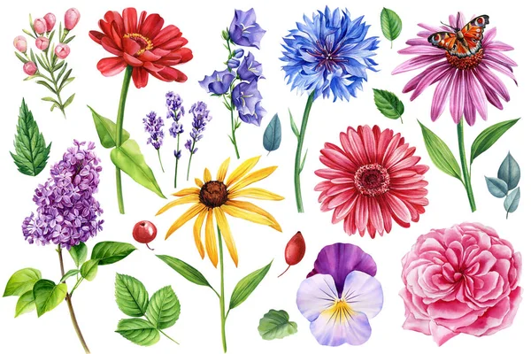 Sommar Uppsättning Vackra Blommor Rosor Knoppar Och Blad Vit Bakgrund — Stockfoto