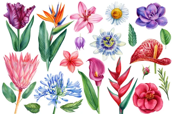 Uppsättning Färgade Tropiska Blommor Och Blad Akvarell Botanisk Målning Isolerad — Stockfoto