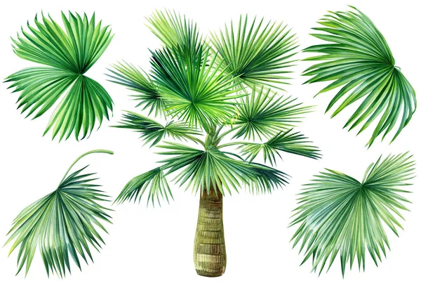 Palm Tree Leaves Set Isolated White Background Watercolor Botanical Illustration — Stock Photo, Image