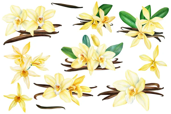 Set Vanilkové Květiny Akvarel Botanické Ilustrace Pro Balení Designu Vysoce — Stock fotografie