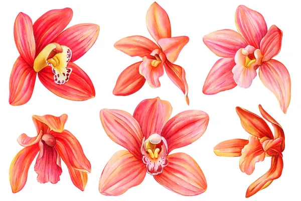 Virágdíszlet Orchidea Virág Elszigetelt Háttérrel Akvarell Botanikai Illusztráció Trópusi Virágos — Stock Fotó