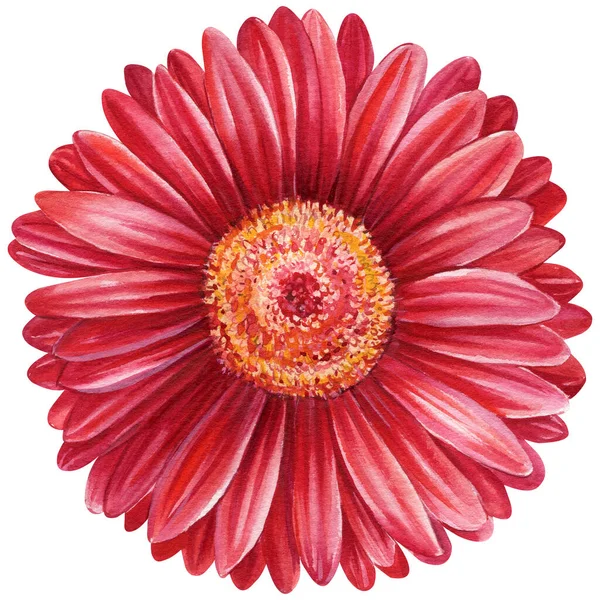 Gerbera Λουλούδια Κόκκινες Μαργαρίτες Που Απομονωμένο Φόντο Ακουαρέλα Βοτανική Ζωγραφική — Φωτογραφία Αρχείου