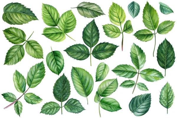 Rosenblätter Auf Isoliertem Weißen Hintergrund Aquarell Illustration Botanische Malerei Grünes — Stockfoto