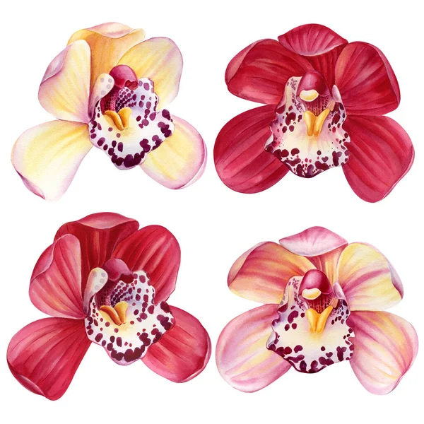 Orchidées Ensemble Fleurs Tropicales Sur Fond Blanc Dessin Aquarelle Main — Photo