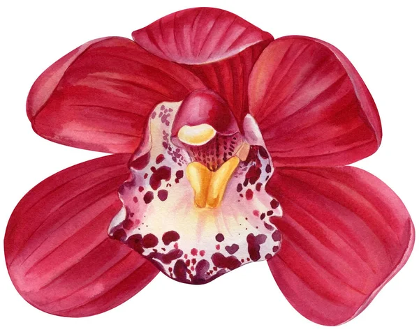 Orquídeas Conjunto Flores Tropicais Sobre Fundo Branco Desenho Mão Aquarela — Fotografia de Stock