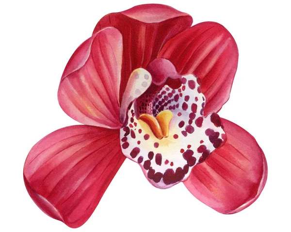 Orchideák Trópusi Virágok Fehér Háttérrel Akvarell Kézrajz Kiváló Minőségű Illusztráció — Stock Fotó