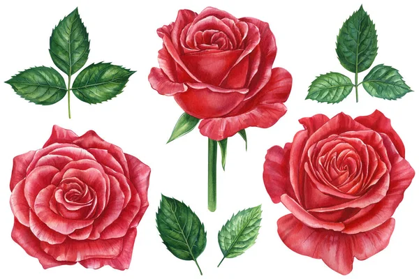 Flores Prontas Conjunto Rosa Vermelha Bela Flor Fundo Branco Isolado — Fotografia de Stock