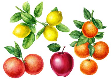 Yeşil yapraklı dallar, soyutlanmış beyaz bir zemin üzerinde olgun meyveler suluboya resimleme, botanik resim, narenciye, portakal, limon, mandalina. Yüksek kaliteli illüstrasyon