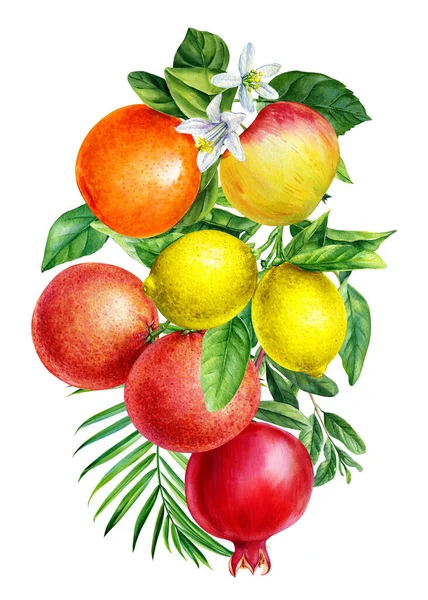 オレンジ グレープフルーツ リンゴ ザクロの葉 隔離された背景に果物をセットし 水彩植物画 高品質のイラスト — ストック写真