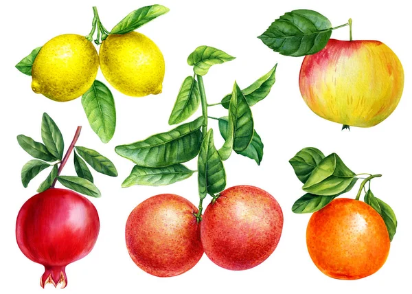 オレンジ グレープフルーツ リンゴ ザクロの葉 隔離された背景に果物をセットし 水彩植物画 高品質のイラスト — ストック写真