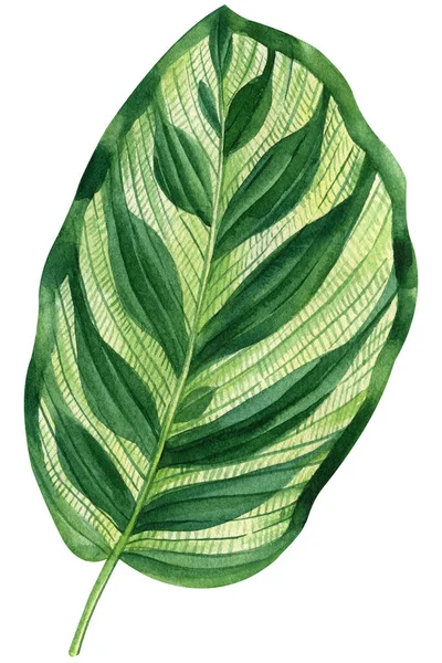 Tropický Zelený List Ručně Malované Květinové Prvky Izolované Pozadí Akvarel — Stock fotografie