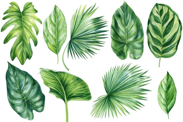 Palmový List Tropické Listy Ručně Malované Květinové Prvky Izolované Pozadí — Stock fotografie