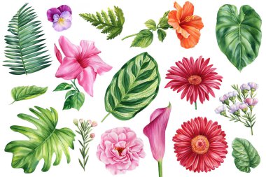 Beyaz arka planda tropikal bitki ve çiçekler, suluboya el çizimi, palmiye yaprakları, gül, gerbera, amber çiçeği, nonoş, eğreltiotu. Yüksek kaliteli illüstrasyon