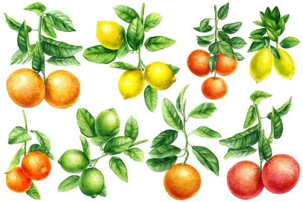 オレンジ グレープフルーツ ライム レモンの枝に緑の葉 水彩画のイラスト 柑橘類の植物画 高品質のイラスト — ストック写真