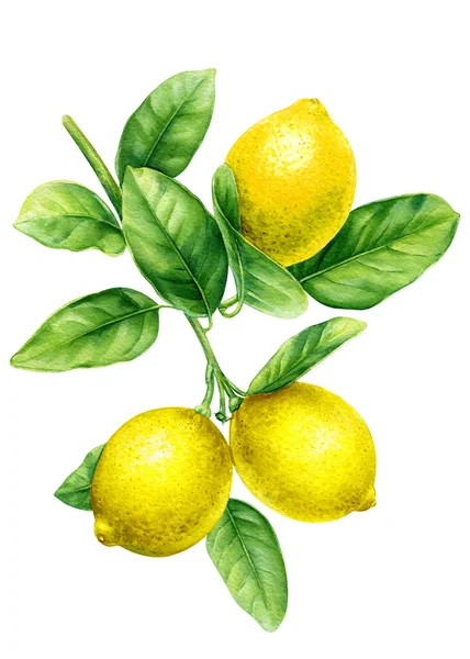 Citroentak Met Bladeren Citrusvruchten Geïsoleerde Witte Achtergrond Aquarel Botanische Schilderen — Stockfoto