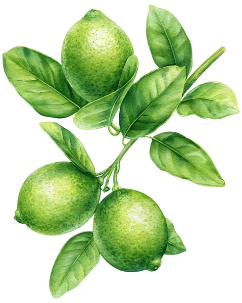 Kalkgren Med Gröna Blad Isolerad Bakgrund Akvarell Botanisk Målning Handritade — Stockfoto
