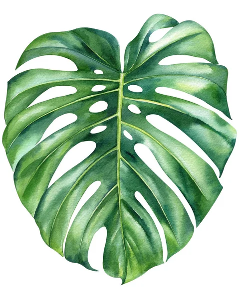 stock image tropical green leaves palm on white background, watercolor illustration, botanical painting, jungle design. High quality illustration