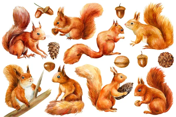 Set Squirrel Acorn Walnut Hazelnut Isolated White Background Watercolor Illustration — Stock Photo, Image