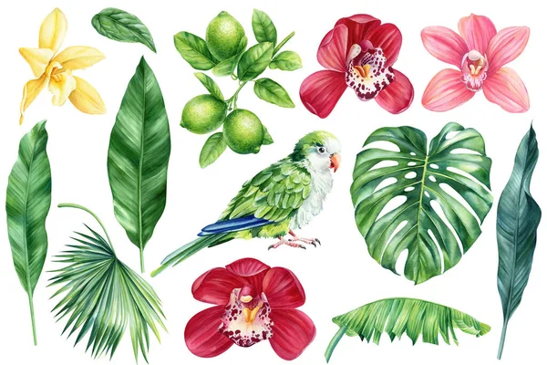绿鹦鹉 热带植物 棕榈叶和季风叶 森林植物水彩画 高质量的例证 — 图库照片