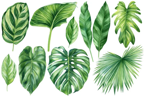 set of tropical palm leaves, banana, liana, monstera, green leaves painted in hand-made watercolor, botanical painting. High quality illustration