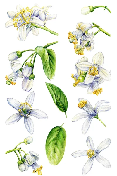Цитрусові Квіти Ізольованому Білому Тлі Ботанічний Живопис Гілка Мандарина Квітами — стокове фото