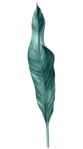 Beyaz Arka Planda Tropik Yeşil Yapraklar Suluboya Çizimler Botanik Resimler — Stok fotoğraf