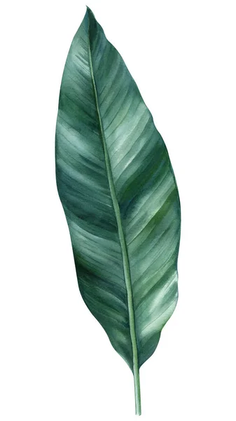 Trópusi Zöld Levelek Pálma Fehér Háttér Akvarell Illusztráció Botanikus Festészet — Stock Fotó