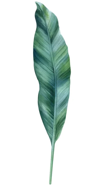 Tropiska Gröna Blad Palm Vit Bakgrund Akvarell Illustration Botanisk Målning — Stockfoto