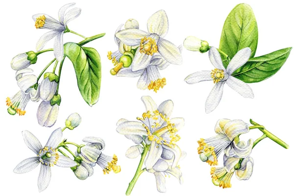 Реалістична Ілюстрація Білих Лимонних Квітів Цитрусовий Квітковий Набір Ізольований Білий — стокове фото