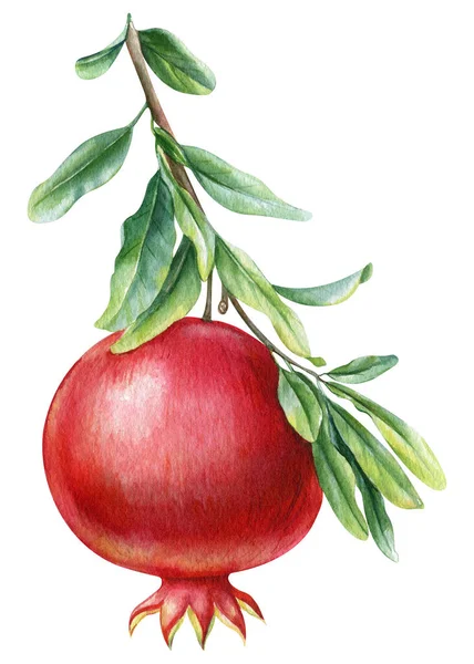 Granátové Větve Zelenými Listy Izolovaném Bílém Pozadí Akvarelové Ilustrace Ovocná — Stock fotografie