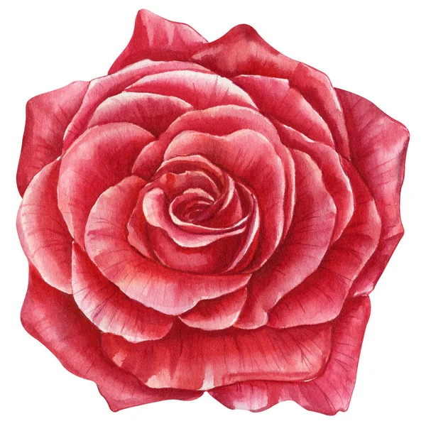 玫瑰和雏菊 红色的花朵 枝条和芽在白色的背景上 是一组水彩花元素的设计 高质量的例证 — 图库照片
