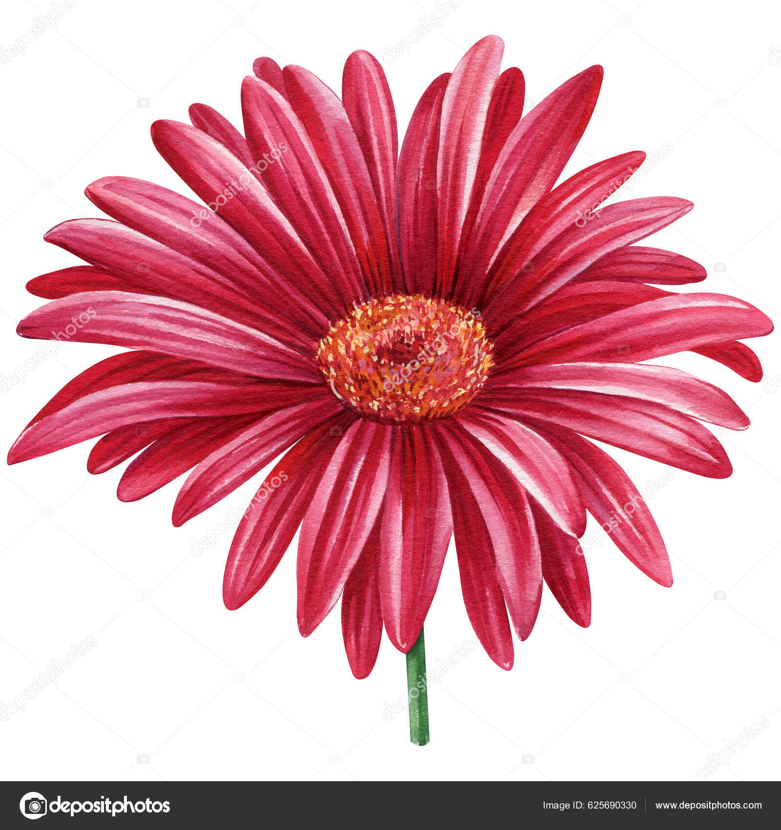 Flores Gerberas Margaritas Rojas Sobre Fondo Aislado Acuarela Botánica  Dibujada — Foto de stock #625690330 © gringoann, image size:1600x1700