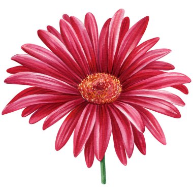 Gerbera çiçekleri, izole edilmiş arka planda kırmızı papatyalar, suluboya botanik resimler, el çizimi. Yüksek kaliteli illüstrasyon