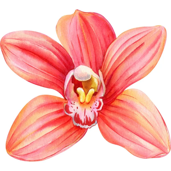 Flor Orquídea Fundo Isolado Ilustração Botânica Aquarela Ilustração Alta Qualidade — Fotografia de Stock