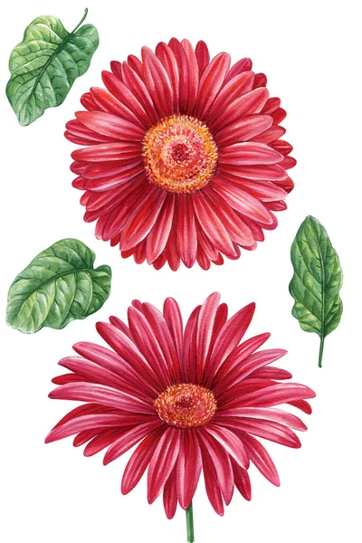 Gerbera Kwiaty Czerwone Stokrotki Ustawione Odosobnionym Tle Akwarela Botaniczne Malarstwo — Zdjęcie stockowe