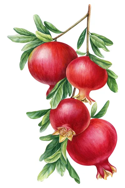 Ramo Con Melograno Acquerello Botanico Illustrazione Mano Che Disegna Frutta — Foto Stock